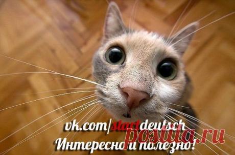 Фразеологизмы на немецком языке / Изучение немецкого языка