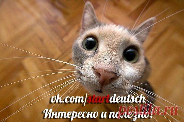 Фразеологизмы на немецком языке / Изучение немецкого языка