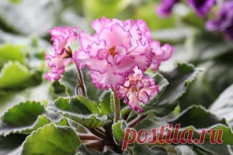 5 основных принципов ухода за фиалками