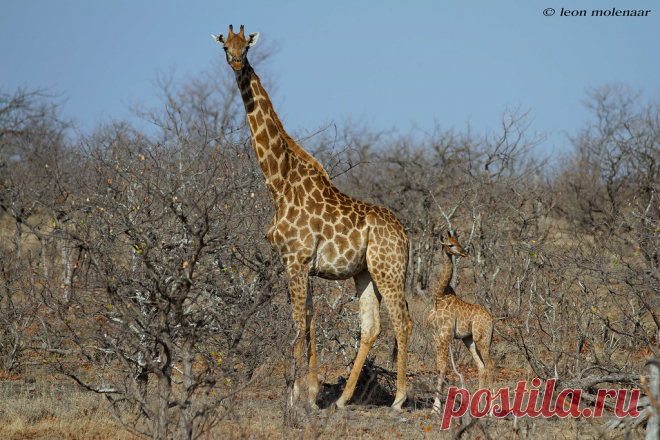 Will They Make It ? Wild South Africa Kruger National Park  I posted this photo because Giraffe calves are always special  but also to show what climate change and the drought have done to the bushveld in the middle region of the Kruger Park. There is hardly any grass left and the trees appear to be dead. How the poor animals are going to survive is anybody's guess.