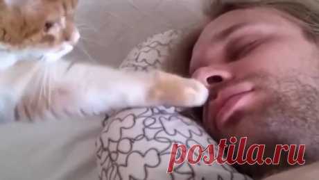 Как коты будят своих хозяев утром.