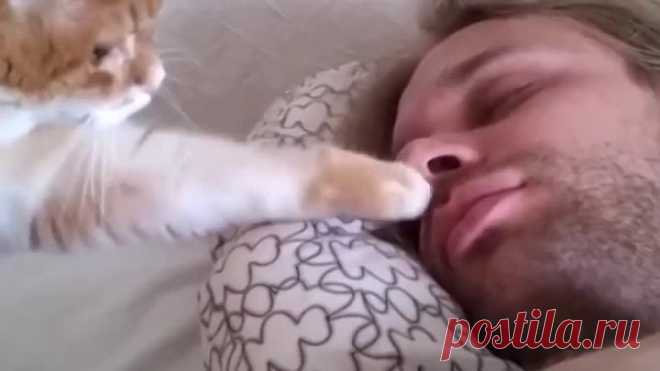 Как коты будят своих хозяев утром.