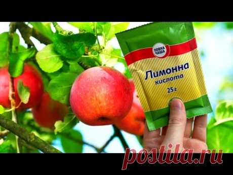 Таких Чистых Яблок С Роду Не Было! Обрабатываю Свой Сад в Ноябре Только Этим!