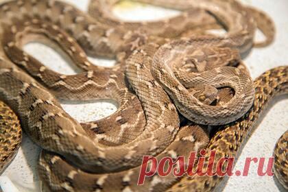 Девочка пошла в туалет и умерла от укуса змеи из унитаза. В среду, 29 сентября, шестилетняя Тамара Абдул Рахман из Саудовской Аравии пошла в туалет в доме своей семьи. Вскоре ее неожиданно укусила змея, которая забралась в унитаз. Девочку срочно доставили в больницу, но спасти ее не удалось. Через несколько часов ребенок скончался в отделении интенсивной терапии.