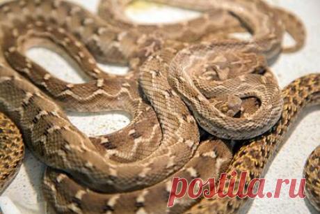 Девочка пошла в туалет и умерла от укуса змеи из унитаза. В среду, 29 сентября, шестилетняя Тамара Абдул Рахман из Саудовской Аравии пошла в туалет в доме своей семьи. Вскоре ее неожиданно укусила змея, которая забралась в унитаз. Девочку срочно доставили в больницу, но спасти ее не удалось. Через несколько часов ребенок скончался в отделении интенсивной терапии.