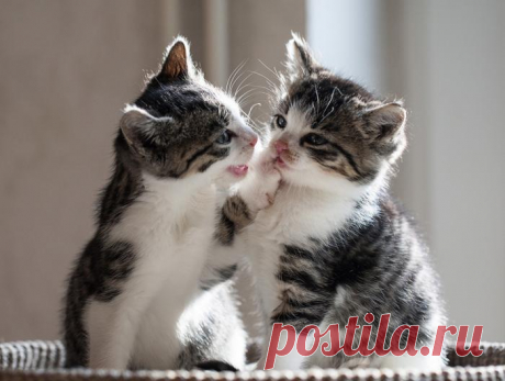 Какие планы на ночь...? | KotoMail.ru