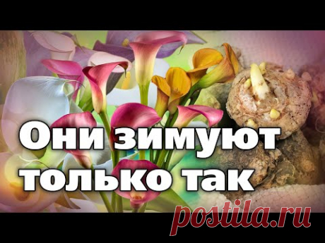 Каллы. Как подготовить к зимовке, выкопать и хранить