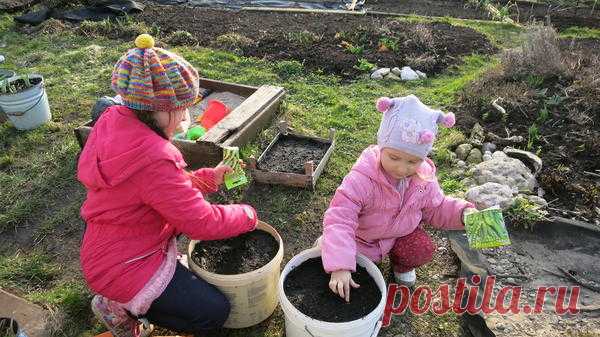 Огород в контейнерах: растим овощи в старых ведрах и тазах - Садоводка