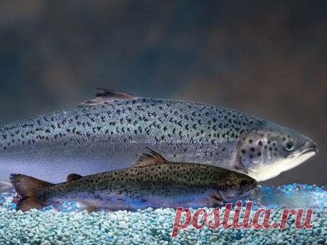 Мозговыносящие ГМО / Научный хит