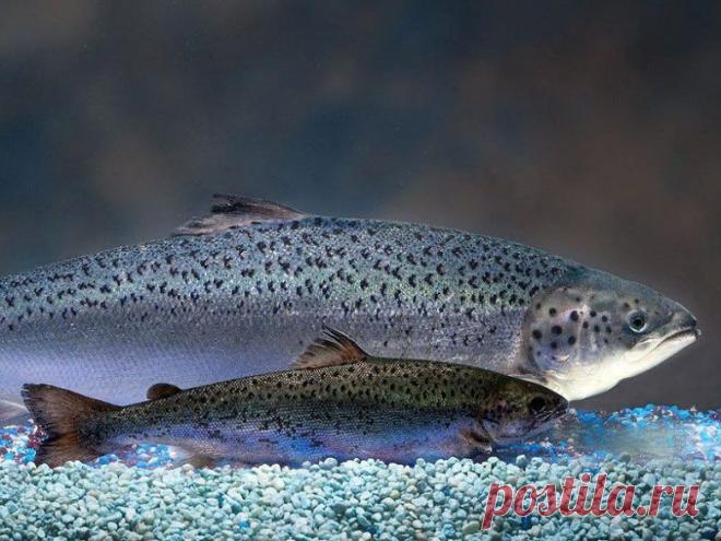 Мозговыносящие ГМО / Научный хит