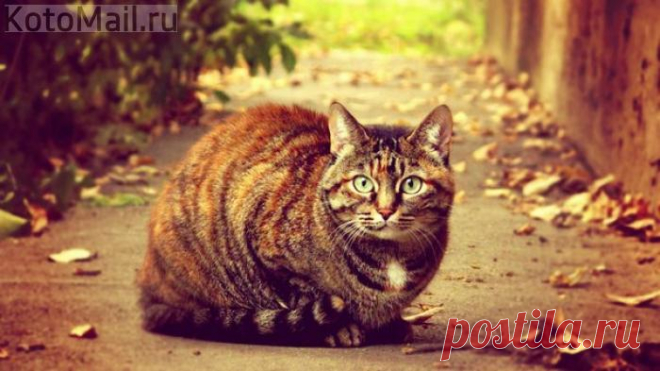 Осенний котик