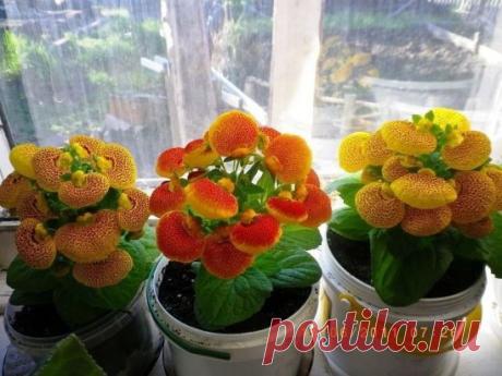 (2) Одноклассники