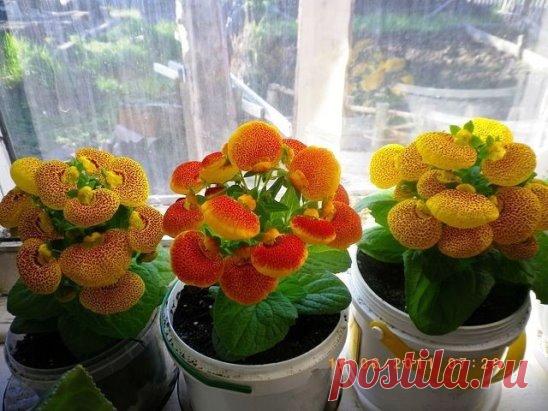 (2) Одноклассники