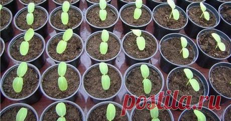 7 РАССАДНЫХ ХИТРОСТЕЙ Возможно, ваш опыт выращивания рассады измеряется годами. Но овладели ли вы всеми хитростями и премудростями этого процесса? Дополнительная пересадка Сеянцы, [...]