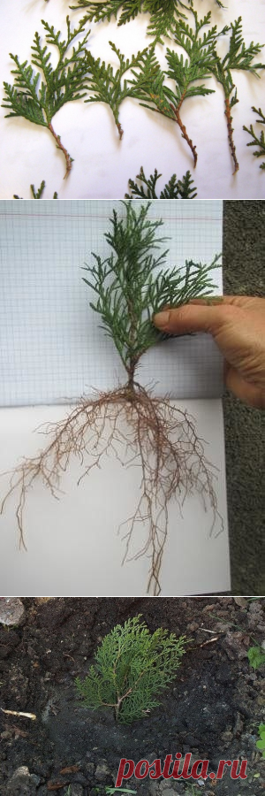 КАК ВЫРАСТИТЬ ТУЮ ИЗ ВЕТОЧКИ?