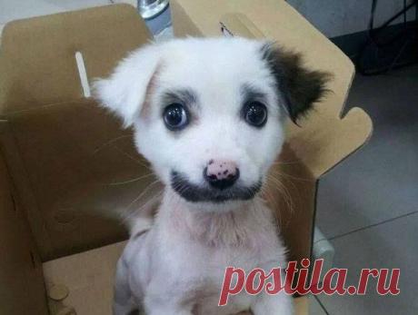 Невероятно, но факт: у животных тоже бывают самые настоящие усы! &amp;bull;  НОВОСТИ В ФОТОГРАФИЯХ