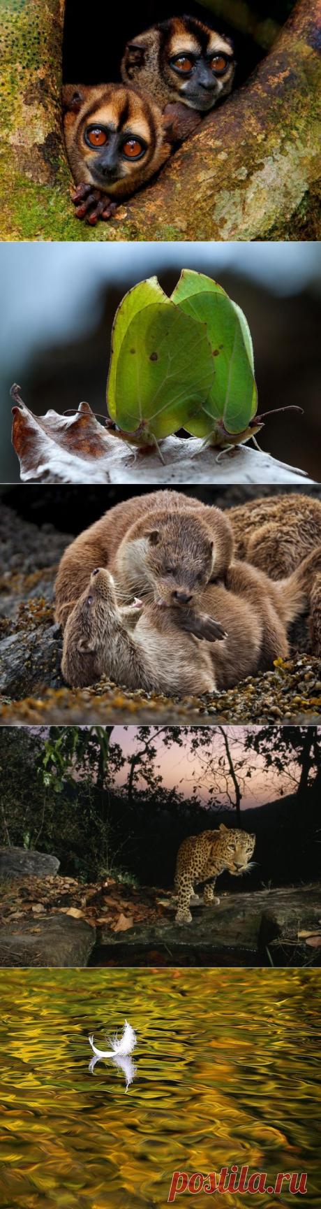 (+1) сообщ - В объективе - только лучшее! | УДИВИТЕЛЬНОЕ