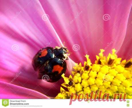 Ladybird on a flower Ladybird On A Flower - Download From Over 66 Million High Quality Stock Photos, Images, Vectors. Sign up for FREE today. Image: 74408625