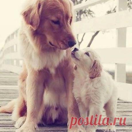 dogs