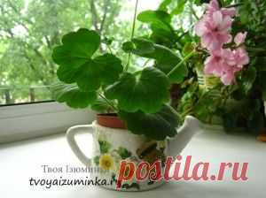 Любимые цветы в доме | Подружки