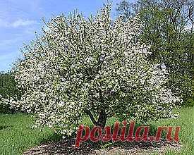 Никогда не сажайте молодую яблоню там, где росла старая (показалось интересным).