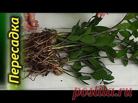Секреты пересадки Долларового дерева. Как правильно пересадить Замиокулькас.