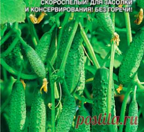 Огурец Миранда F1 семена - низкая цена, описание, отзывы, продажа