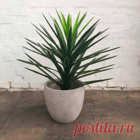 Комнатное растение Юкка (Yucca). Юкки - не пальмы. Они относятся к семейству Агавовые. Однако внешний вид этих растений немного напоминает облик пальм. Юкки растут в засушливых районах США и Мексики, поэтому это достаточно выносливые растения. В домашних условиях юкка может вытянуться до 2 м в высоту. Цветение в комнатах практически не происходит, старые экземпляры иногда цветут в оранжереях. Соцветие - мощный колос с крупными белыми колоколовидными цветками.
