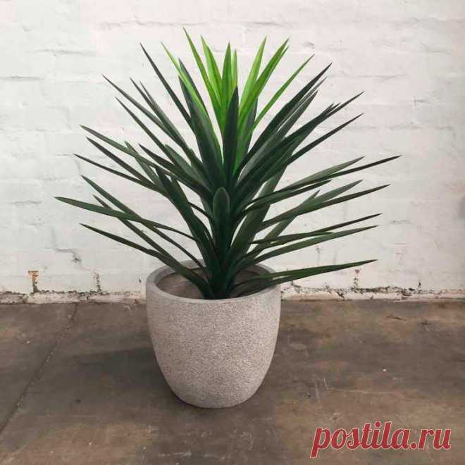 Комнатное растение Юкка (Yucca). Юкки - не пальмы. Они относятся к семейству Агавовые. Однако внешний вид этих растений немного напоминает облик пальм. Юкки растут в засушливых районах США и Мексики, поэтому это достаточно выносливые растения. В домашних условиях юкка может вытянуться до 2 м в высоту. Цветение в комнатах практически не происходит, старые экземпляры иногда цветут в оранжереях. Соцветие - мощный колос с крупными белыми колоколовидными цветками.