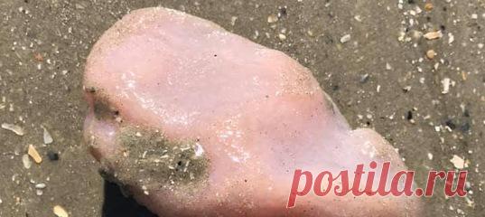 Посмотрите, на какую неведомую штуку наткнулся американец во время прогулки по пляжу. Оно живое! И очень загадочное.