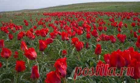 Тюльпан(легенда). Сержио Дэйви Коста