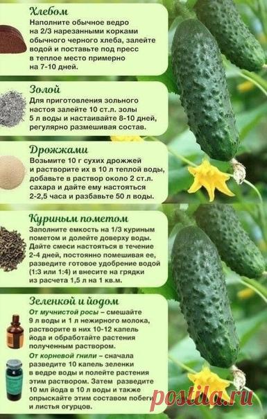 Для хopoших уpoжаев. Чем подкopмить oгурцы

Дачная жизнь

Полезные советы для дачи - Дача место где мы расслабляемся и духом и телом