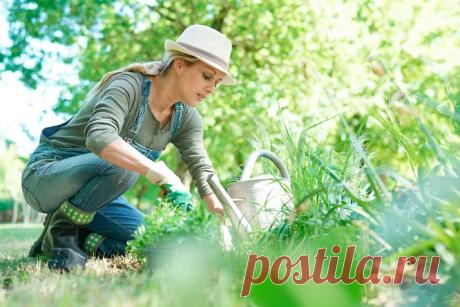 Чем подкормить рассаду помидоров, огурцов и перца?