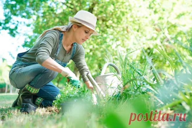 Чем подкормить рассаду помидоров, огурцов и перца?