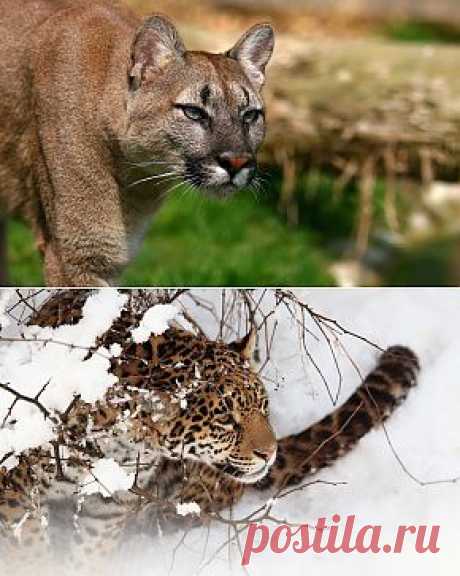 Категория : Животные — обои и картинки для рабочего стола на сайте www.GdeFon.ru — страница 4