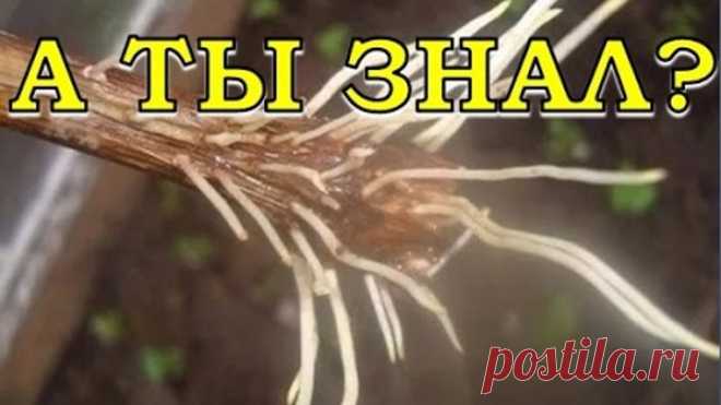 (99) Одноклассники