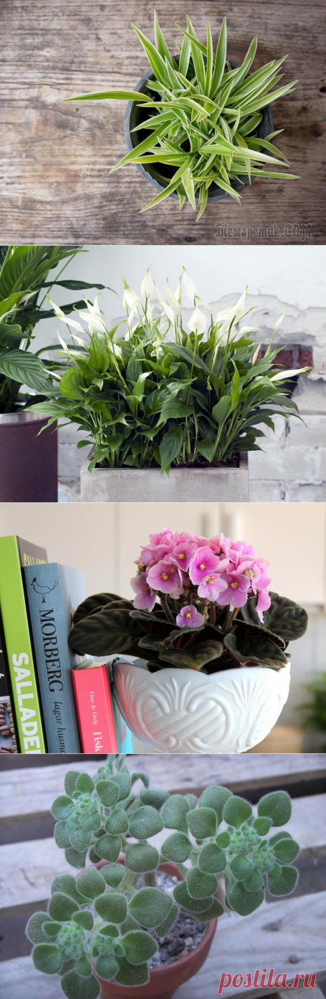 Топ-10 растений, которые приносят в дом семейное счастье