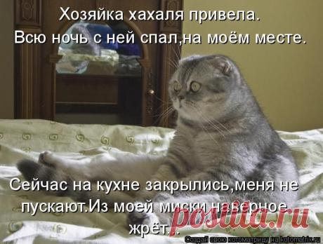 ЛЕСёна — «котоматрица» на Яндекс.Фотках
