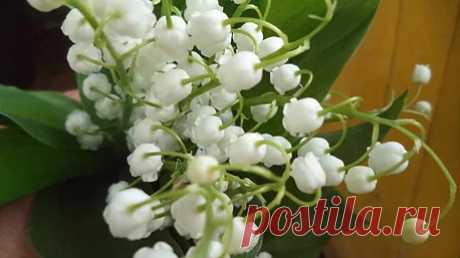 Priroda