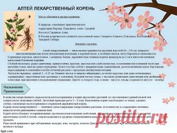 Алтей лекарственный корень