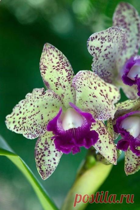 . Beautiful orchid | Orchidee e phalaenopsis