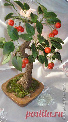 И снова бонсай.Вишня. | Страна Мастеров