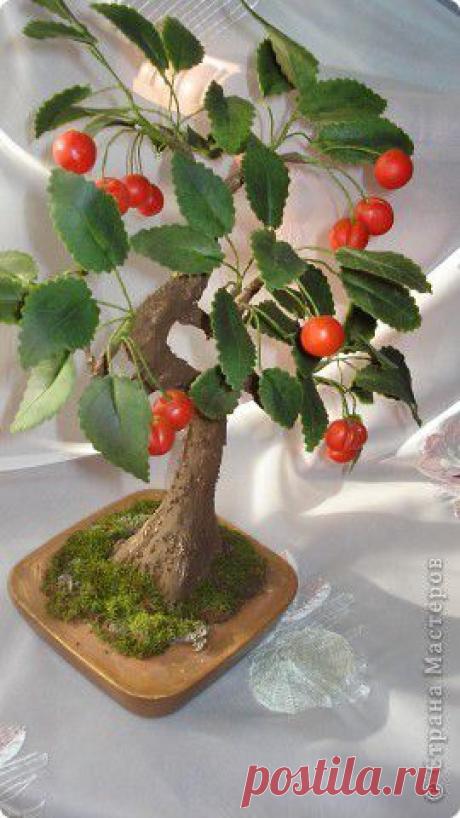 И снова бонсай.Вишня. | Страна Мастеров