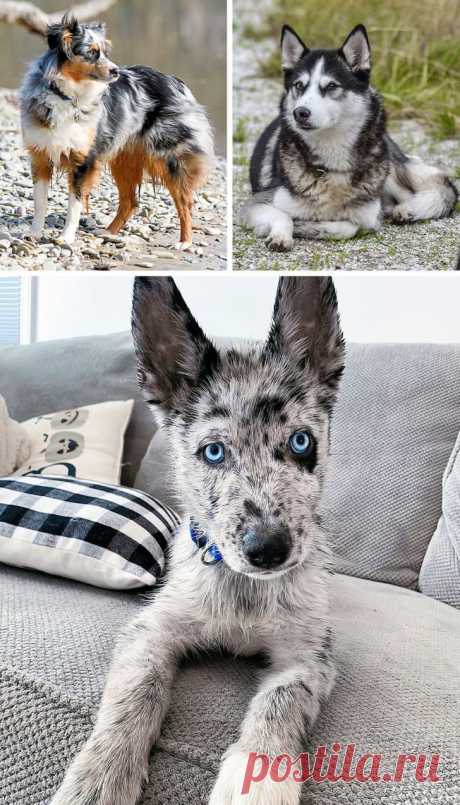 Собаки-метисы, которые своей красотой затмят чистокровных собратьев