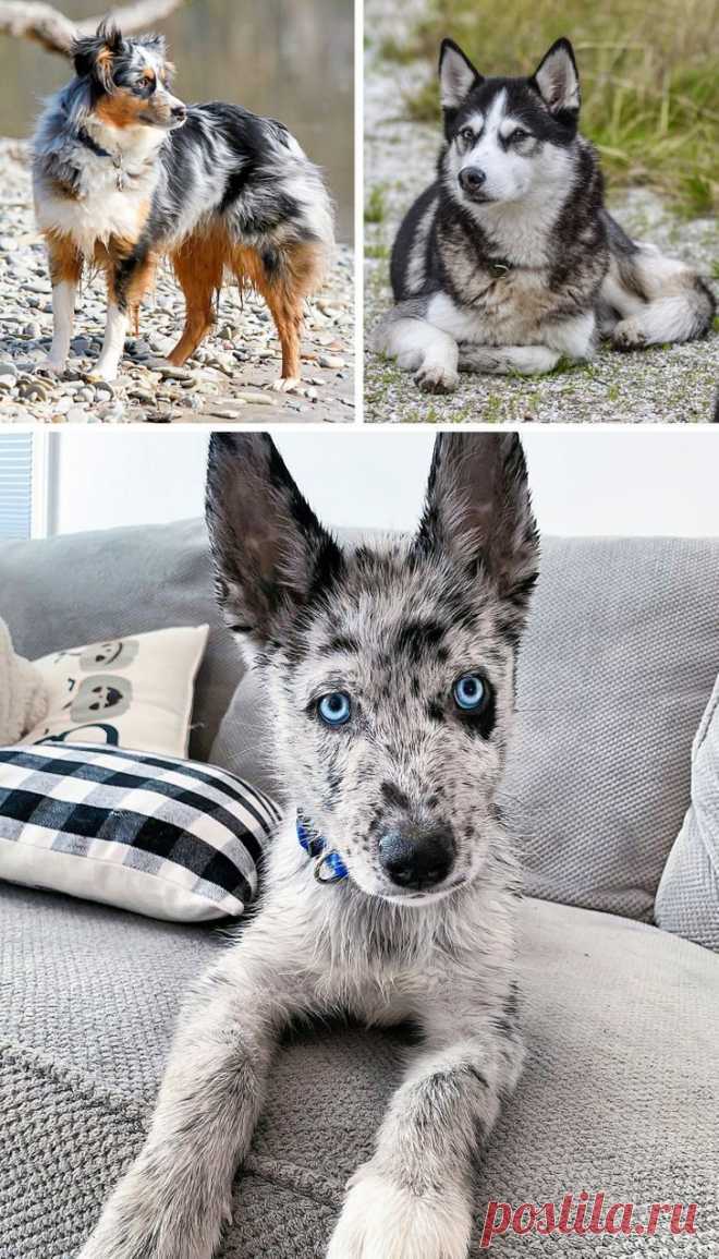 Собаки-метисы, которые своей красотой затмят чистокровных собратьев