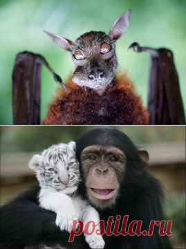 (99) Одноклассники