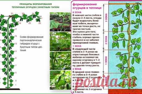 "Ослепление" огурцов или как увеличить урожай в несколько раз!? | Любимая Дача | Яндекс Дзен