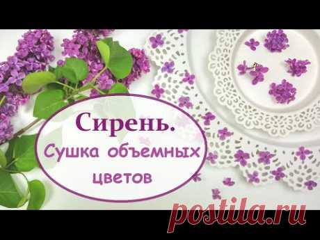 ЮВЕЛИРНАЯ СМОЛА || Как засушить сирень? Объемная сушка || How to dry a lilac?