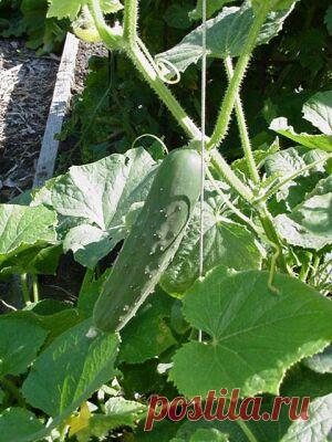 ОГУРЕЦ К ИЮНЮ (часть 1).