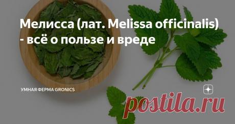 Мелисса (лат. Melissa officinalis) - всё о пользе и вреде Статья автора «Умная ферма Gronics» в Дзене ✍: Какое растение вы сразу представляете, когда заходит речь об аромате лимона? Можем предположить, что про мелиссу вспомните.